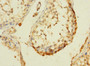 Immunohistochemistry of paraffin-embedded human testis tissue using CAC09399 at dilution of 1:100