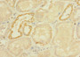Immunohistochemistry of paraffin-embedded human kidney tissue using CAC09399 at dilution of 1:100