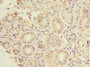 Immunohistochemistry of paraffin-embedded human pancreatic tissue using CAC09411 at dilution of 1:100