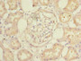 Immunohistochemistry of paraffin-embedded human kidney tissue using CAC09411 at dilution of 1:100