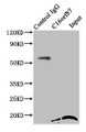 Immunoprecipitating C16orf87 in HepG2 whole cell lysate; Lane 1: Rabbit control IgG instead of CAC09423 in HepG2 whole cell lysate. For western blotting, a HRP-conjugated Protein G antibody was used as the secondary antibody (1/2000); Lane 2: CAC09423 (8µg) + HepG2 whole cell lysate (500µg); Lane 3: HepG2 whole cell lysate (10µg)