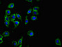 Immunofluorescent analysis of A549 cells using CAC09426 at dilution of 1:100 and Alexa Fluor 488-congugated AffiniPure Goat Anti-Rabbit IgG(H+L)