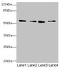 Western blot; All lanes: ERO1B antibody at 3.2µg/ml; Lane 1: MCF-7 whole cell lysate; Lane 2: U251 whole cell lysate; Lane 3: Mouse liver tissue; Lane 4: U87 whole cell lysate; Secondary; Goat polyclonal to rabbit IgG at 1/10000 dilution; Predicted band size: 54, 17 kDa; Observed band size: 54 kDa