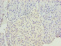 Immunohistochemistry of paraffin-embedded human pancreatic tissue using CAC09459 at dilution of 1:100