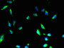 Immunofluorescent analysis of U251 cells using CAC09467 at dilution of 1:100 and Alexa Fluor 488-congugated AffiniPure Goat Anti-Rabbit IgG(H+L)