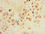 Immunohistochemistry of paraffin-embedded human placenta tissue using CAC09475 at dilution of 1:100