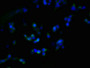 Immunofluorescent analysis of 293T cells using CAC09477 at dilution of 1:100 and Alexa Fluor 488-congugated AffiniPure Goat Anti-Rabbit IgG(H+L)