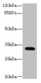 Western blot; ,All lanes: LIX1 antibody at 0.5µg/ml + Mouse heart tissue; ,Secondary; ,Goat polyclonal to rabbit IgG at 1/10000 dilution; ,Predicted band size: 32 kDa; ,Observed band size: 32 kDa