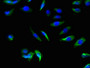 Immunofluorescence staining of A549 cells with CAC09519 at 1:66, counter-stained with DAPI. The cells were fixed in 4% formaldehyde, permeabilized using 0.2% Triton X-100 and blocked in 10% normal Goat Serum. The cells were then incubated with the antibody overnight at 4°C. The secondary antibody was Alexa Fluor 488-congugated AffiniPure Goat Anti-Rabbit IgG(H+L).