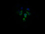 Immunofluorescent analysis of Hela cells using CAC09520 at dilution of 1:100 and Alexa Fluor 488-congugated AffiniPure Goat Anti-Rabbit IgG(H+L)