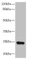 Western blot; All lanes: MRPL48 antibody at 8µg/ml + Mouse heart tissue; Secondary; Goat polyclonal to rabbit IgG at 1/10000 dilution; Predicted band size: 24, 22 kDa; Observed band size: 24 kDa