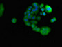 Immunofluorescent analysis of PC-3 cells using CAC09531 at dilution of 1:100 and Alexa Fluor 488-congugated AffiniPure Goat Anti-Rabbit IgG(H+L)