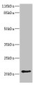 Western blot; All lanes: HDDC3 antibody at 2µg/ml + Mouse heart tissue; Secondary; Goat polyclonal to rabbit IgG at 1/10000 dilution; Predicted band size: 21, 16 kDa; Observed band size: 21 kDa;