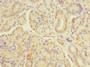 Immunohistochemistry of paraffin-embedded human pancreatic tissue using CAC09575 at dilution of 1:100