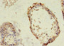 Immunohistochemistry of paraffin-embedded human testis tissue using CAC09595 at dilution of 1:100