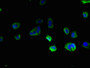 Immunofluorescent analysis of MCF-7 cells using CAC09595 at dilution of 1:100 and Alexa Fluor 488-congugated AffiniPure Goat Anti-Rabbit IgG(H+L)
