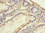 Immunohistochemistry of paraffin-embedded human small intestine tissue using CAC09606 at dilution of 1:100