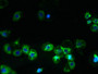 Immunofluorescent analysis of A431 cells using CAC09606 at dilution of 1:100 and Alexa Fluor 488-congugated AffiniPure Goat Anti-Rabbit IgG(H+L)