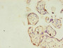 Immunohistochemistry of paraffin-embedded human placenta tissue using CAC09626 at dilution of 1:100