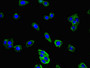 Immunofluorescent analysis of HepG2 cells using CAC09639 at dilution of 1:100 and Alexa Fluor 488-congugated AffiniPure Goat Anti-Rabbit IgG(H+L)