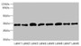 Western blot; All lanes: TMBIM1 antibody at 8µg/ml; Lane 1: U251 whole cell lysate; Lane 2: K562 whole cell lysate; Lane 3: A549 whole cell lysate; Lane 4: MCF-7 whole cell lysate; Lane 5: Mouse lung tissue; Lane 6: Mouse liver tissue; Lane 7: Mouse kidney tissue; Lane 8: Human placenta tissue; Secondary; Goat polyclonal to rabbit IgG at 1/10000 dilution; Predicted band size: 35 kDa; Observed band size: 35 kDa