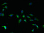 Immunofluorescent analysis of U251 cells using CAC09650 at dilution of 1:100 and Alexa Fluor 488-congugated AffiniPure Goat Anti-Rabbit IgG(H+L)