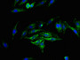 Immunofluorescence staining of Hela cells with CAC09667 at 1:200, counter-stained with DAPI. The cells were fixed in 4% formaldehyde, permeabilized using 0.2% Triton X-100 and blocked in 10% normal Goat Serum. The cells were then incubated with the antibody overnight at 4°C. The secondary antibody was Alexa Fluor 488-congugated AffiniPure Goat Anti-Rabbit IgG(H+L).