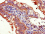 Immunohistochemistry of paraffin-embedded human small intestine tissue using CAC09690 at dilution of 1:100