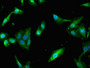 Immunofluorescent analysis of Hela cells using CAC09696 at dilution of 1:100 and Alexa Fluor 488-congugated AffiniPure Goat Anti-Rabbit IgG(H+L)