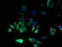 Immunofluorescent analysis of HepG2 cells using CAC09700 at dilution of 1:100 and Alexa Fluor 488-congugated AffiniPure Goat Anti-Rabbit IgG(H+L)