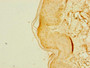 Immunohistochemistry of paraffin-embedded human skin tissue using CAC09715 at dilution of 1:100