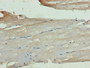 Immunohistochemistry of paraffin-embedded human skeletal muscle tissue using CAC09717 at dilution of 1:100