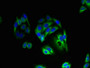 Immunofluorescent analysis of HepG2 cells using CAC09717 at dilution of 1:100 and Alexa Fluor 488-congugated AffiniPure Goat Anti-Rabbit IgG(H+L)