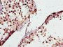 Immunohistochemistry of paraffin-embedded human testis tissue using CAC09745 at dilution of 1:100