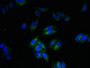 Immunofluorescent analysis of HepG2 cells using CAC09746 at dilution of 1:100 and Alexa Fluor 488-congugated AffiniPure Goat Anti-Rabbit IgG(H+L)