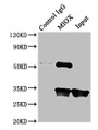 Immunoprecipitating MIOX in Mouse kidney tissue; ,Lane 1: Rabbit control IgG instead in Mouse kidney tissue. For western blotting, a HRP-conjugated Protein G antibody was used as the secondary antibody (1/2000); ,Lane 2: CAC09753 (8µg) + Mouse kidney tissue (500µg); ,Lane 3: Mouse kidney tissue (10µg)