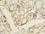 Immunohistochemistry of paraffin-embedded human thyroid tissue using CAC09754 at dilution of 1:100