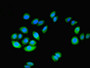 Immunofluorescent analysis of A549 cells using CAC09757 at dilution of 1:100 and Alexa Fluor 488-congugated AffiniPure Goat Anti-Rabbit IgG(H+L)