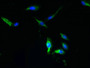 Immunofluorescent analysis of Hela cells using CAC09762 at dilution of 1:100 and Alexa Fluor 488-congugated AffiniPure Goat Anti-Rabbit IgG(H+L)