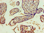 Immunohistochemistry of paraffin-embedded human placenta tissue using CAC09768 at dilution of 1:100