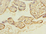 Immunohistochemistry of paraffin-embedded human placenta tissue using CAC09770 at dilution of 1:100
