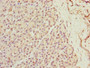 Immunohistochemistry of paraffin-embedded human pancreatic tissue using CAC09772 at dilution of 1:100