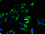 Immunofluorescent analysis of Hela cells using CAC09772 at dilution of 1:100 and Alexa Fluor 488-congugated AffiniPure Goat Anti-Rabbit IgG(H+L)
