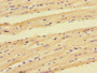 Immunohistochemistry of paraffin-embedded human heart tissue using CAC09775 at dilution of 1:100