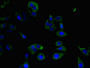 Immunofluorescent analysis of Hela cells using CAC09775 at dilution of 1:100 and Alexa Fluor 488-congugated AffiniPure Goat Anti-Rabbit IgG(H+L)