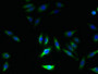 Immunofluorescence staining of HepG2 cells with CAC09780 at 1:133, counter-stained with DAPI. The cells were fixed in 4% formaldehyde, permeabilized using 0.2% Triton X-100 and blocked in 10% normal Goat Serum. The cells were then incubated with the antibody overnight at 4°C. The secondary antibody was Alexa Fluor 488-congugated AffiniPure Goat Anti-Rabbit IgG(H+L).