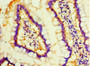 Immunohistochemistry of paraffin-embedded human small intestine tissue using CAC09782 at dilution of 1:100