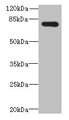 Western blot; All lanes: ADGRL4 antibody at 4µg/ml + Hela whole cell lysate; Secondary; Goat polyclonal to rabbit IgG at 1/10000 dilution; Predicted band size: 78 kDa; Observed band size: 78 kDa