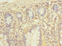 Immunohistochemistry of paraffin-embedded human small intestine tissue using CAC09786 at dilution of 1:100