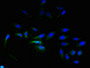 Immunofluorescent analysis of Hela cells using CAC09786 at dilution of 1:100 and Alexa Fluor 488-congugated AffiniPure Goat Anti-Rabbit IgG(H+L)
